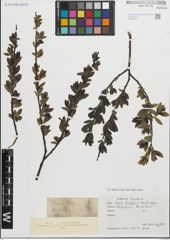 Foto von Salix fragilis L. x Salix pentandra L.